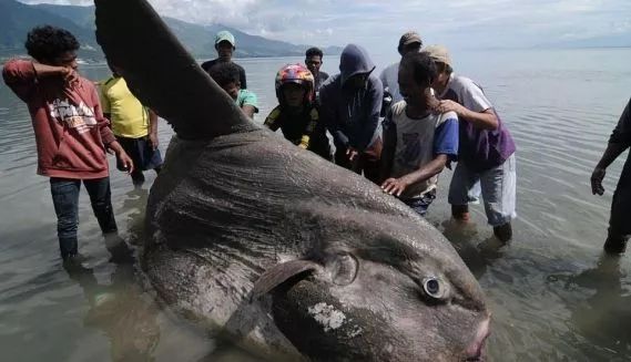 最蠢的鱼中哈士奇,"巨型海怪"翻车鲀[tún]认识一下_翻车鱼