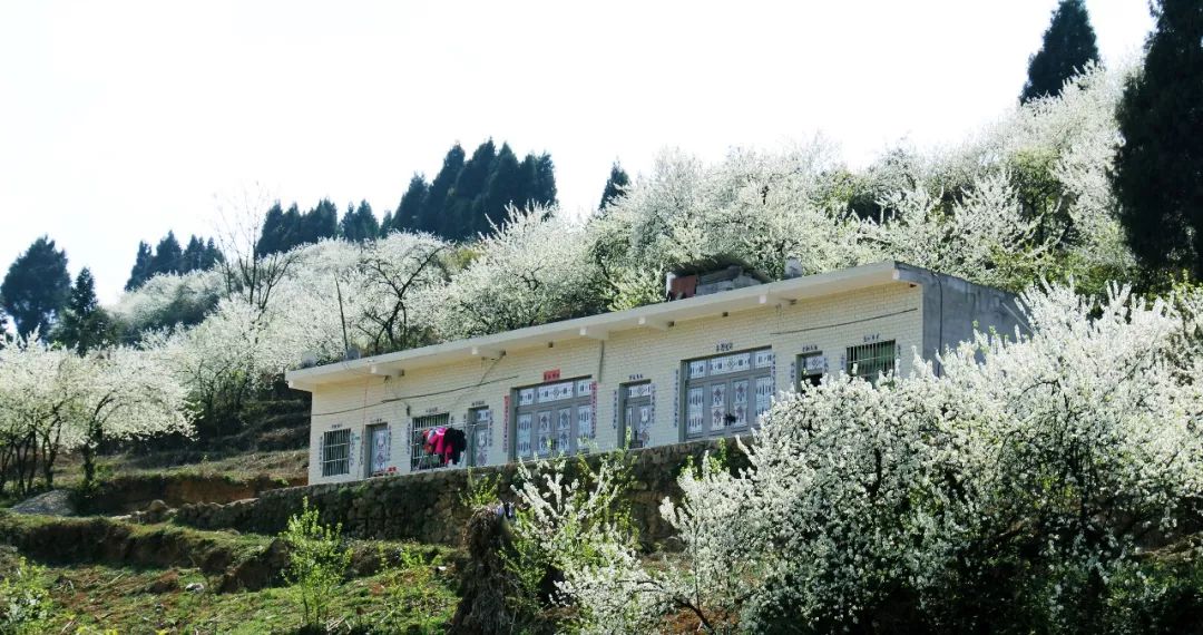 壮丽70年奋斗新时代大方县瓢井镇产业结构调整筑造幸福之路