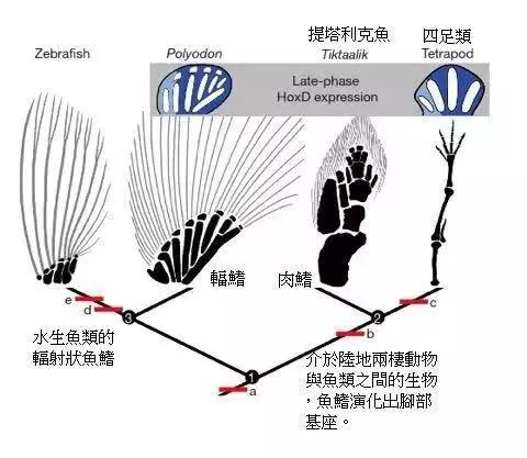 原創海洋中頂級掠食動物虎鯨為什麼只吃灰鯨的舌頭