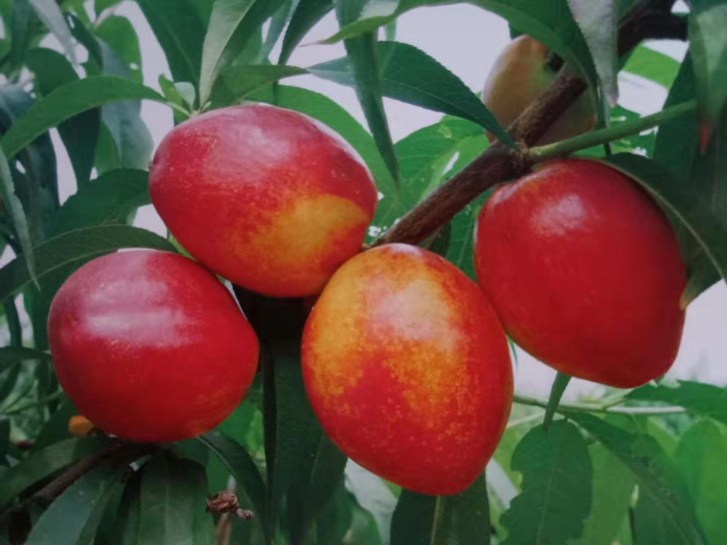 芒果味油桃红芒果油桃苗