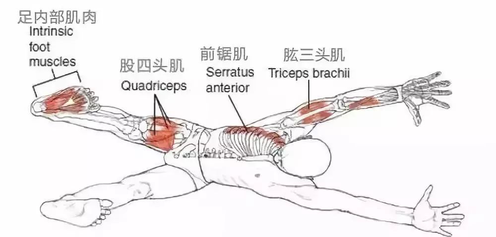 详细解读下犬式(解剖 降阶法)值得收藏