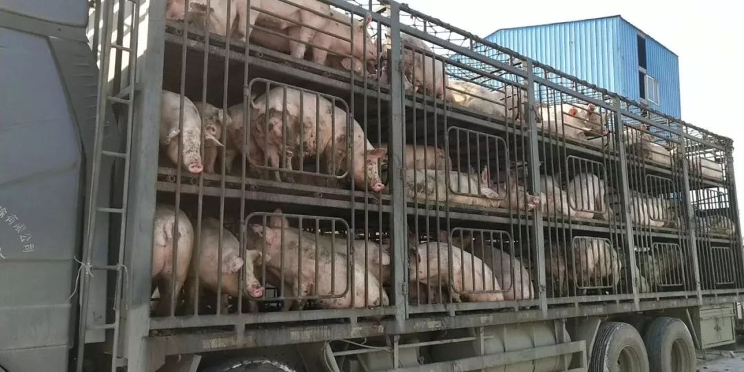 一卖猪就发病,怎么办?