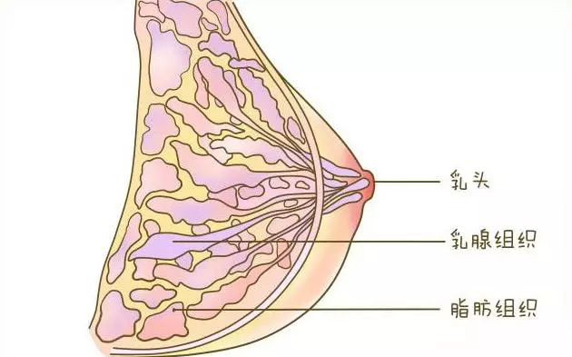 主要是激素变化原因导致,在怀孕哺乳期间,雌激素提高,乳,房二次发育