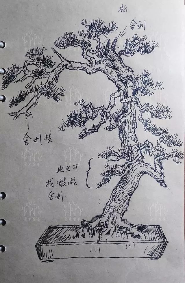 盆景设计i松树造型设计桩材培养过程中逼芽缩枝很关键