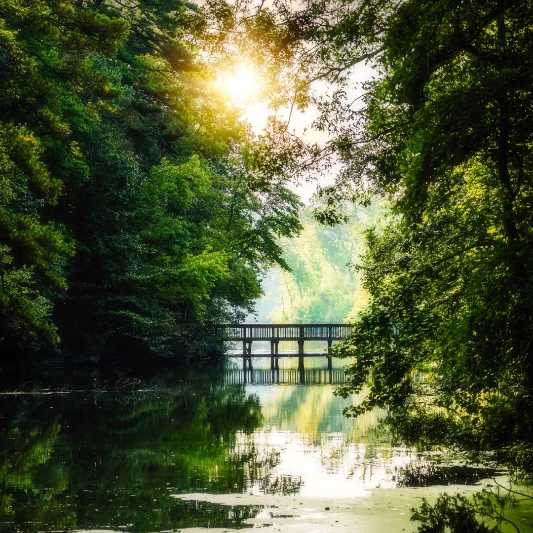 炎炎夏日,暑氣正盛 平心靜氣,淡然從容 是安度大暑的最好方式