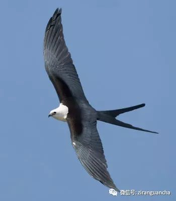 睁大眼睛别以为它们都是一种鸢