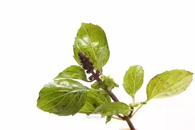 15鼠尾草sage16苜蓿芽alfalfa sprout17菊花脑chrysanthemum nanking