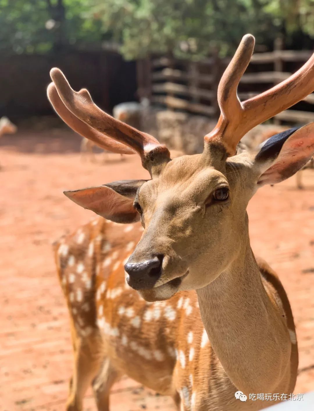 北京有钱人养的宠物都与众不同佩服了