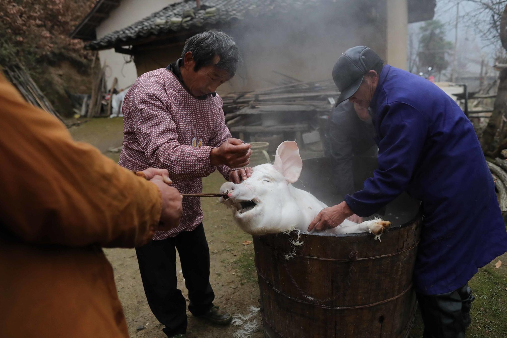 隔段时间老蒲都进城卖掉猪鬃和苦胆,算下来一个月差不多能赚6000元.