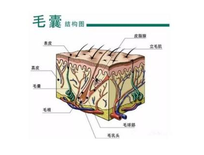 毛囊萎缩和毛囊闭合之间的真相就在这里