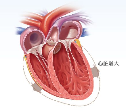 全球犬心脏病一线治疗用药勃欣定0315登陆中国