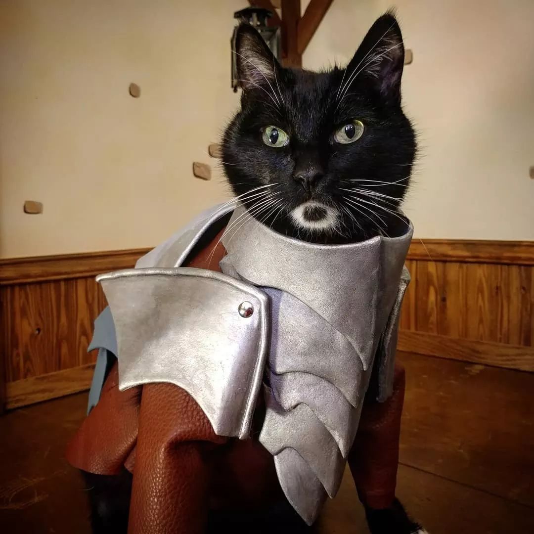 不是我胡说,有的人可能还没猫会cos