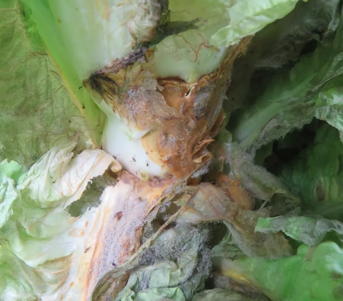 原创莴笋发生菌核病如何防治提前掌握防治技巧轻松化解防病难题