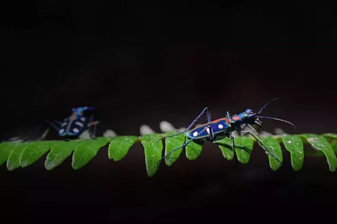 亲子研学每周四周六寻找黑夜精灵探访昆虫的世界1大1小￥99