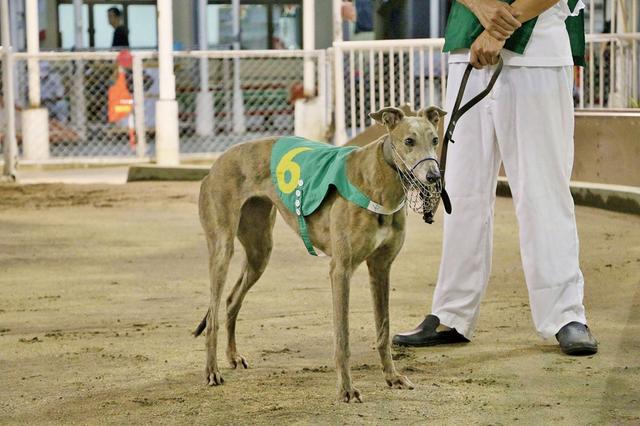 原创平日是光鲜的赛犬私下却是文静温和的狗狗带你认识灵缇犬