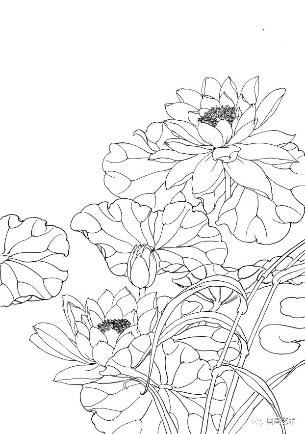 图文教程工笔睡莲画法步骤