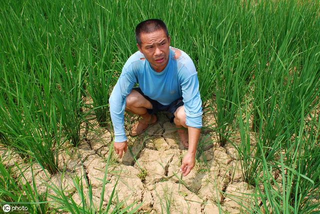 老农的话,是什么意思?_庄稼