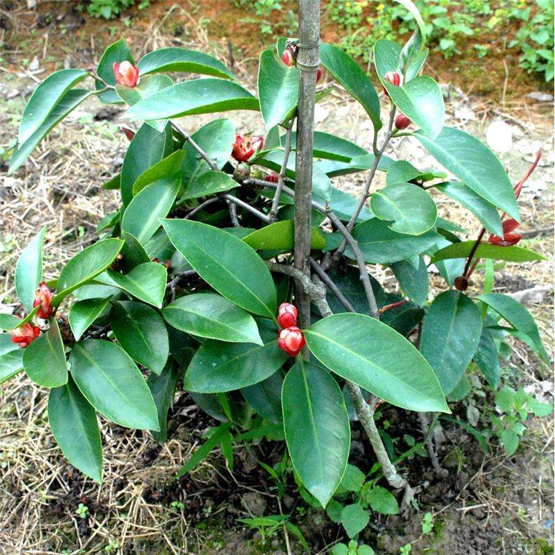 为什么我种的布福娜黑老虎只开花不结果呢?