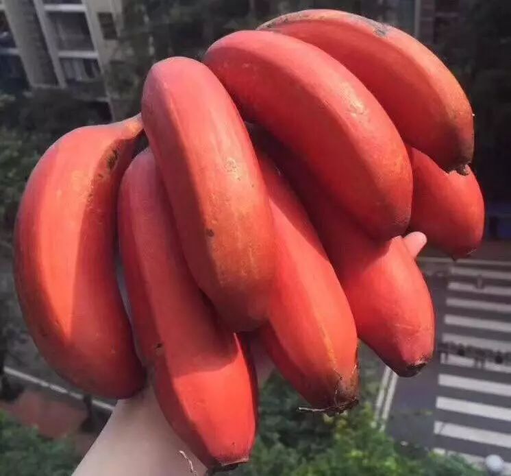 快来尝鲜~_红香蕉