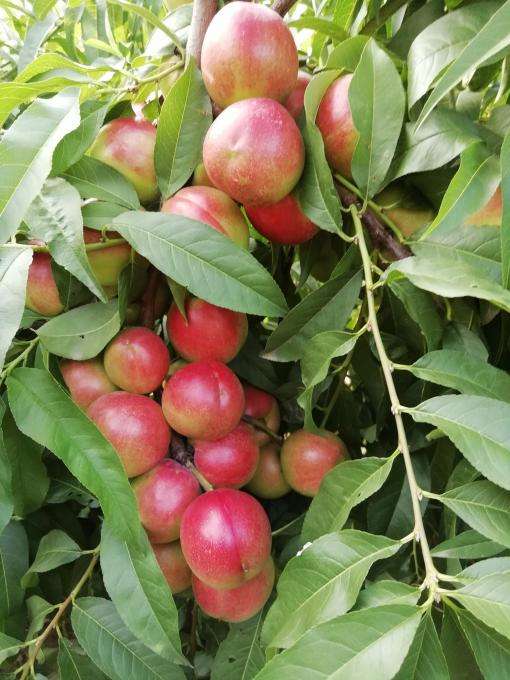 中油珍珠0号油桃苗-油桃类的袖珍水果