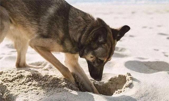 可以当面在狗狗埋藏的地点将东西拿出来扔掉,表现出生气的态度,让