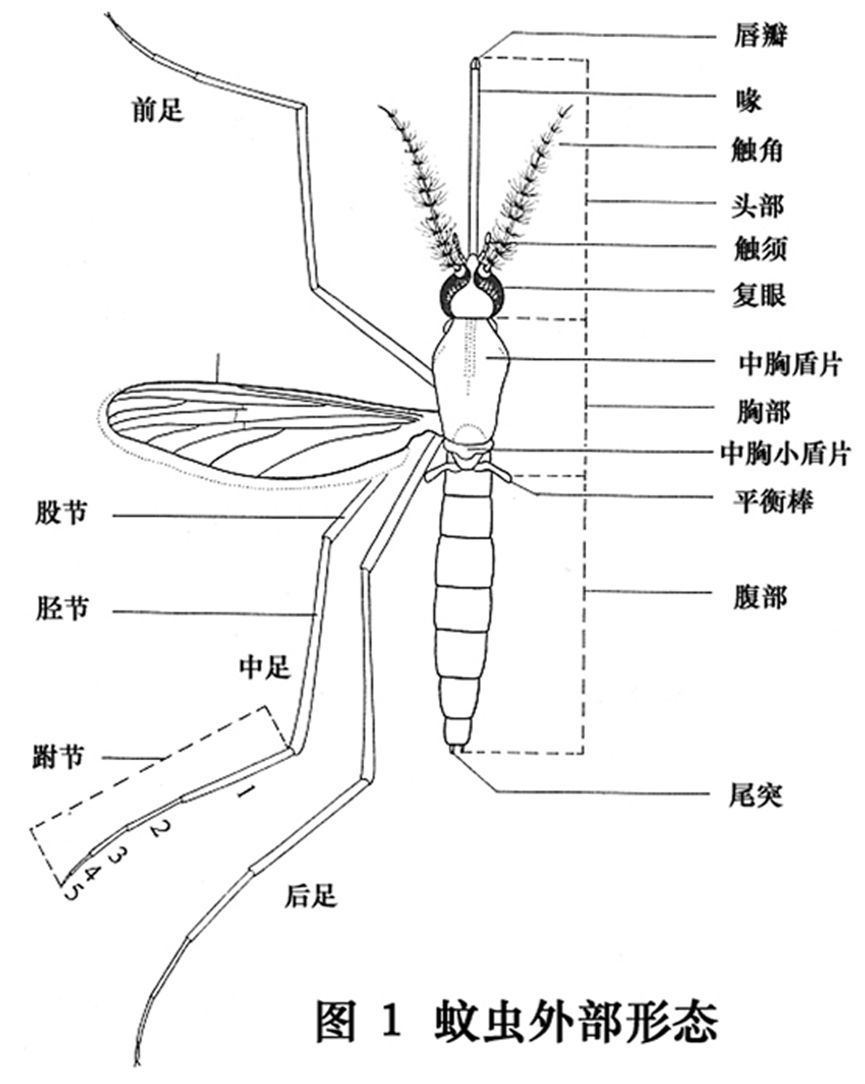 一早被大波蚊子尸体亲切问候,究竟发生了什么?