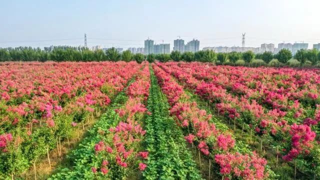 是漯河三才农业有限公司的苗木繁育基地,其中100亩是紫薇树