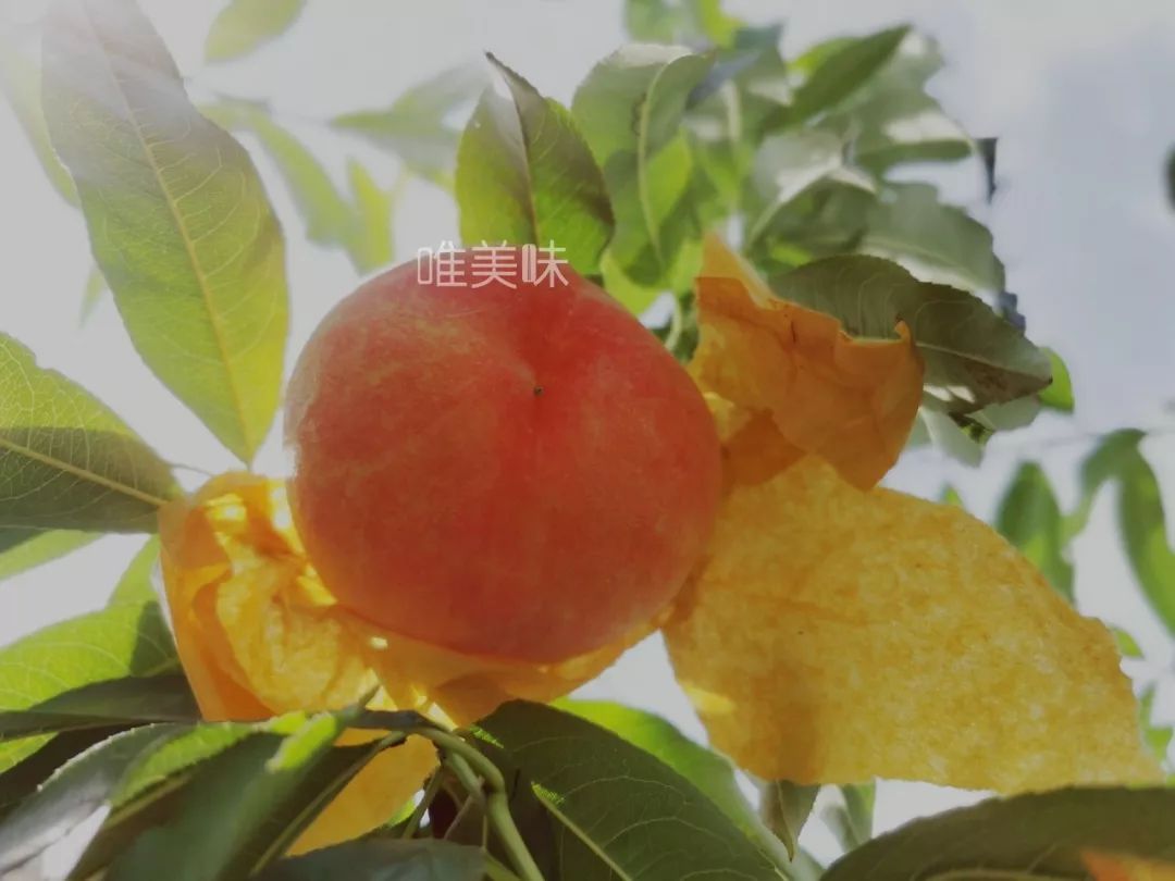 水蜜桃中爱马仕,吊打各路行货的【真】南汇新凤蜜露上架啦!