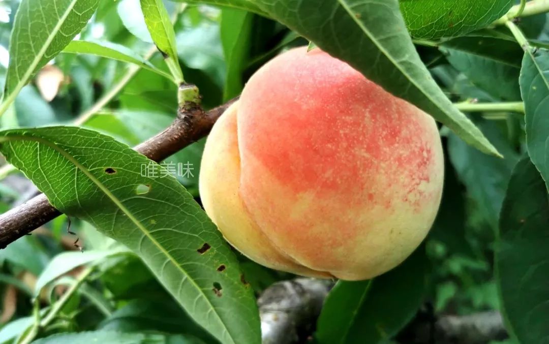 水蜜桃中爱马仕,吊打各路行货的【真】南汇新凤蜜露上架啦!