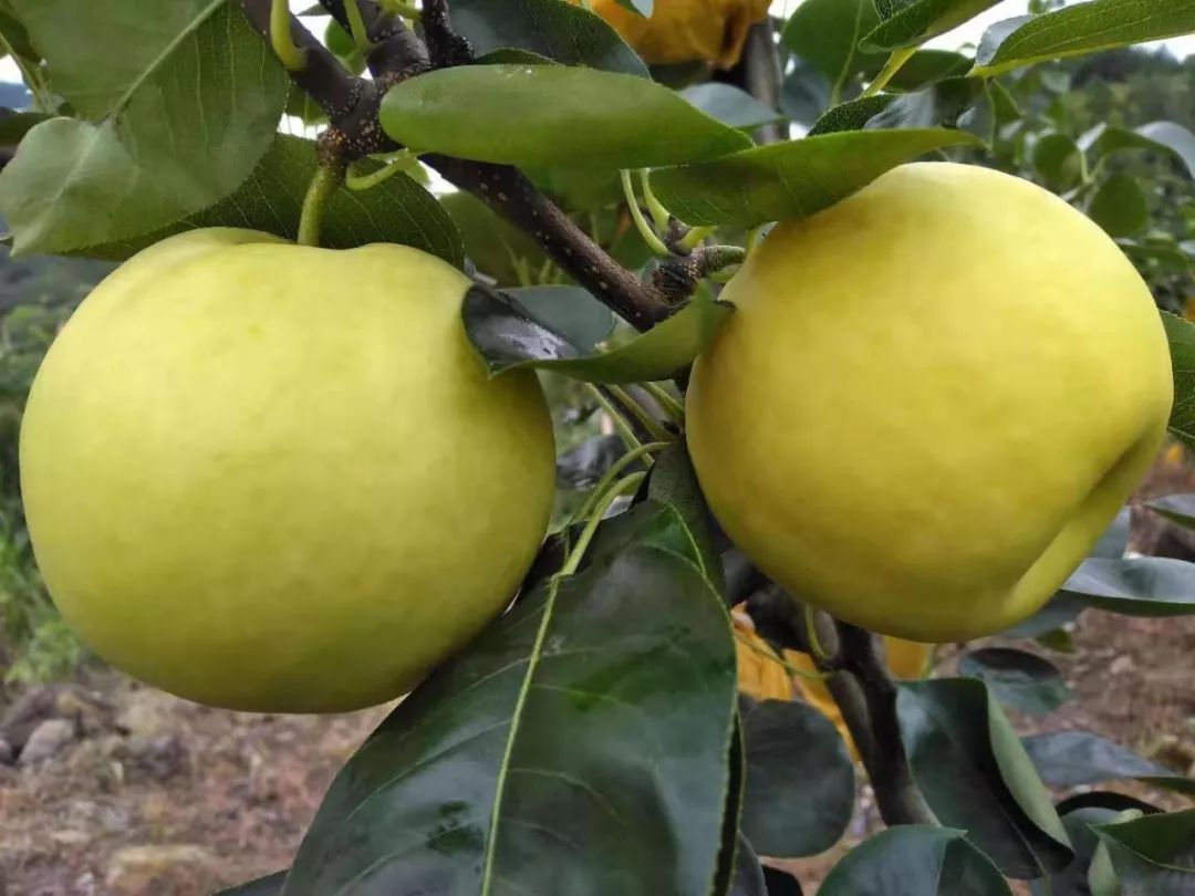 又大又甜认养的黄店蜜梨可以采摘啦