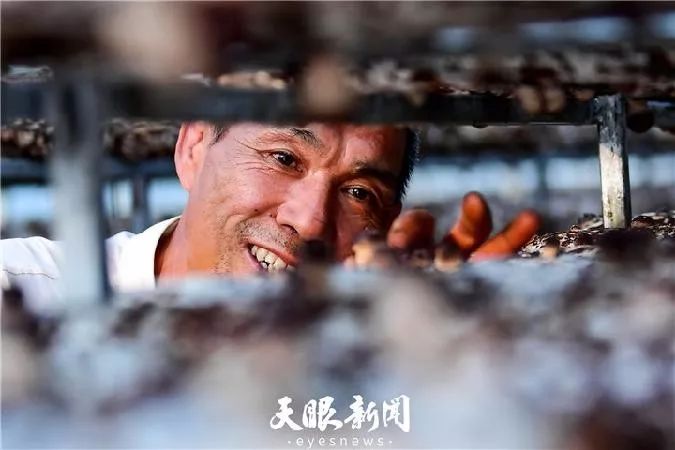 区县采撷 道真县:香菇产业"裂变"式发展_何先权