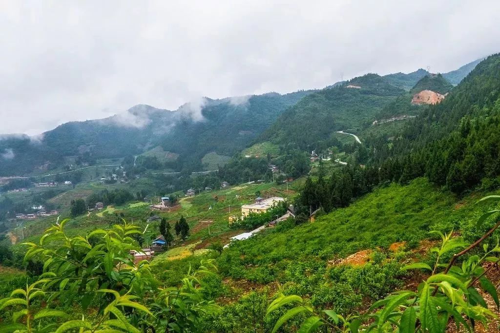 8月7号到奉节汾河镇摘果果切哟又大又甜又脆味道不摆了