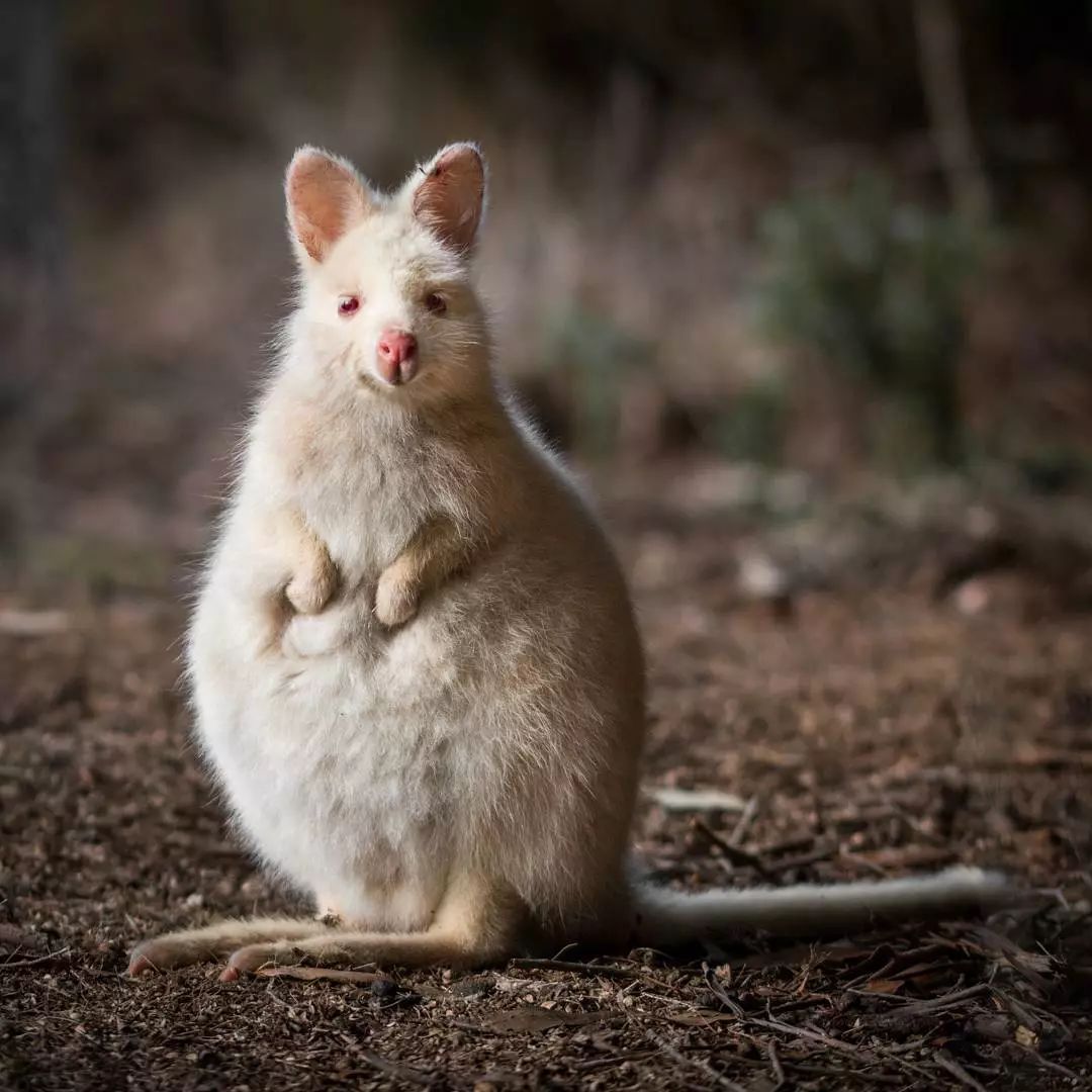 一起涨姿势:盘点集奇葩,稀有,可爱于一身的各界蠢萌动物