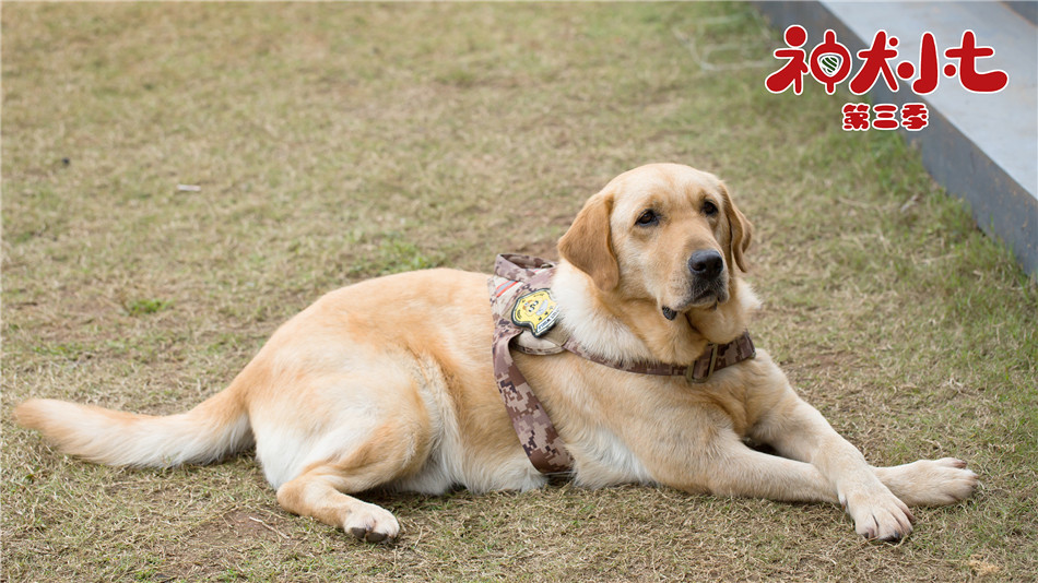 《神犬小七3》宠物救赎心灵小七遭遇定时炸弹危机