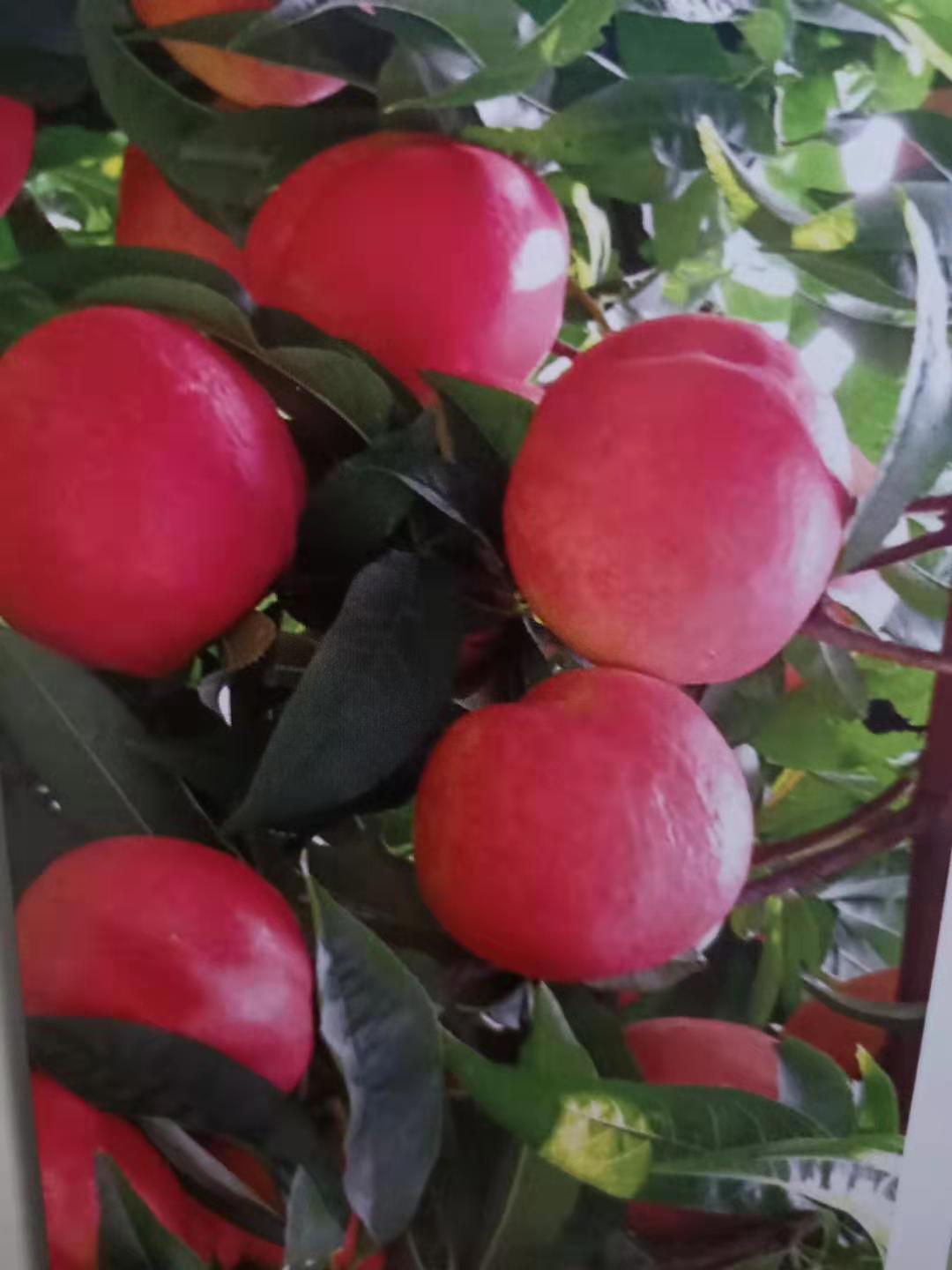 芒果味油桃红芒果油桃苗