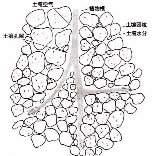 土壤里面学问大,搞不清楚别瞎种地!_团粒