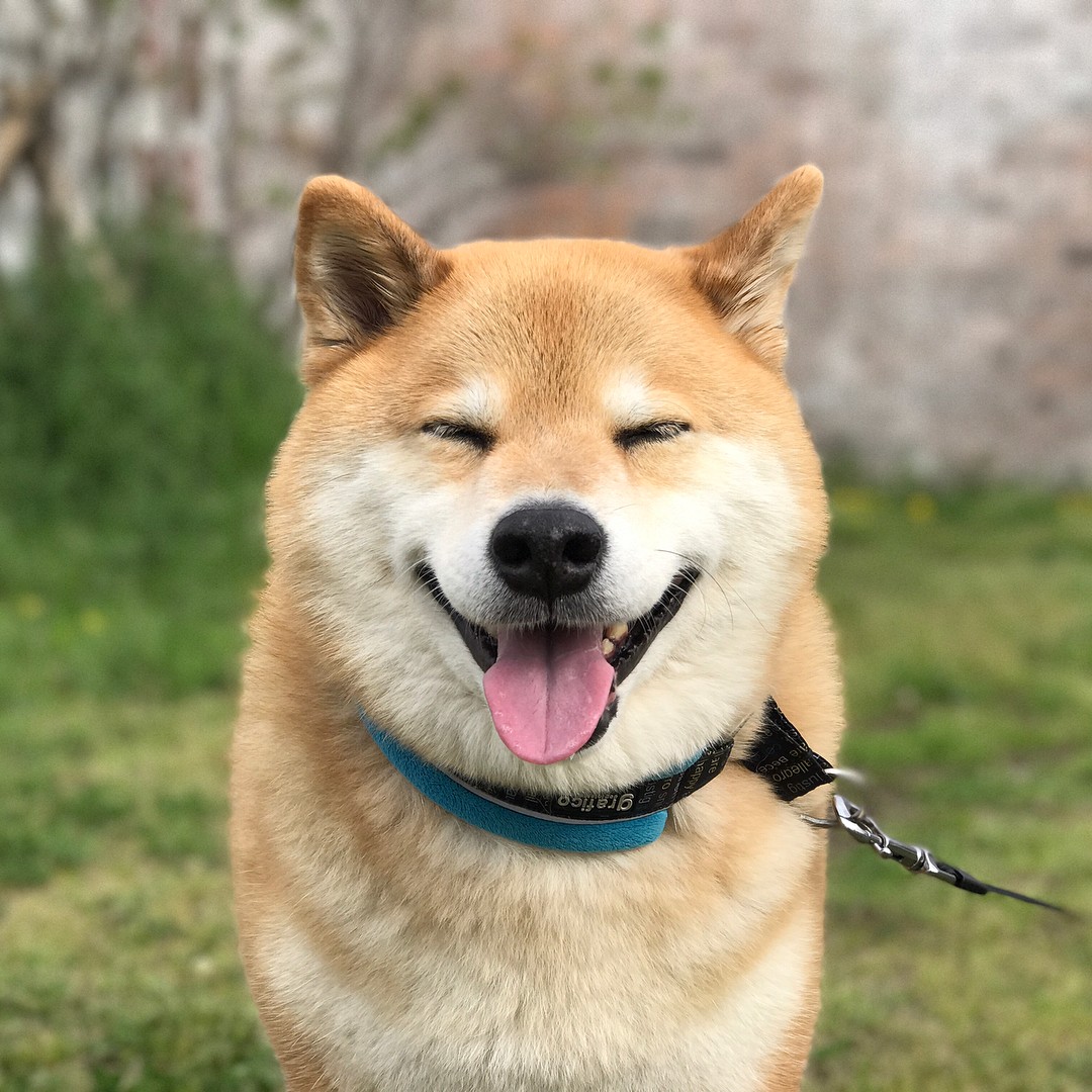 这有一只可爱的萌柴犬 续敲可爱滴柴犬萌图 来撸狗啦!