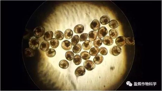 神奇特点一:虫卵双杀,速效又持效,源头上控制线虫危害.