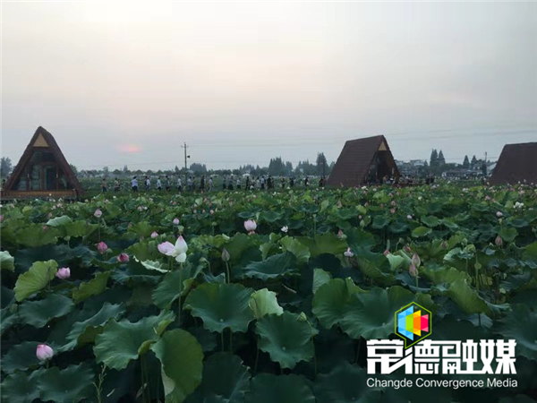 安乡第三届荷花节开幕!赏荷攻略,你要的都在这里