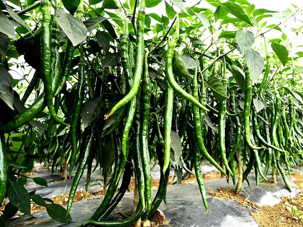 【民生】平坝辣椒丰产_种植