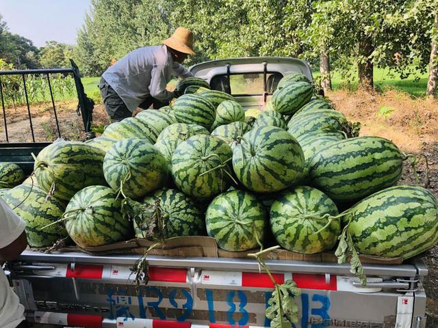 交通扶贫搭桥  助推"新洛牌"西瓜大发展