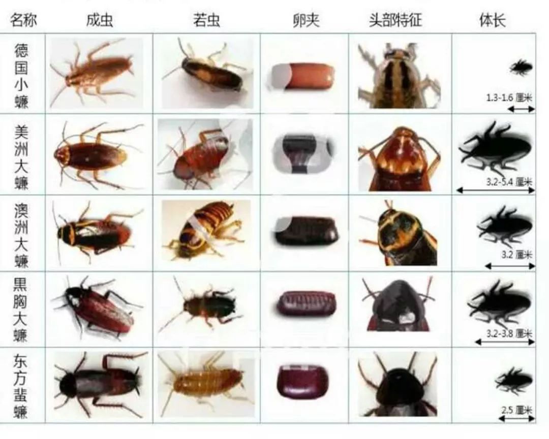 蟑螂北方 常见图片