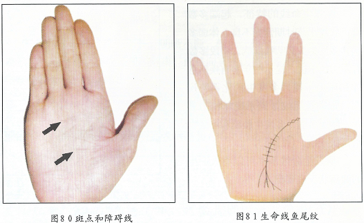 生命线末端鱼尾纹图片