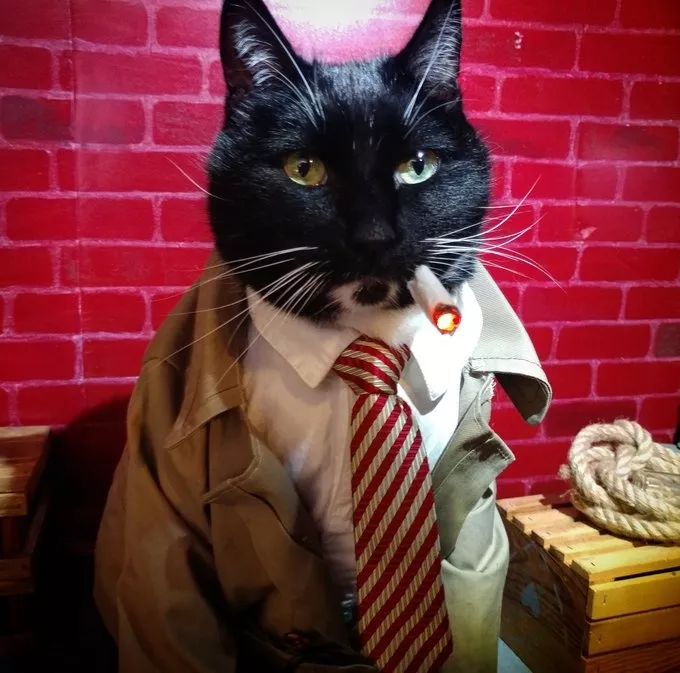 不是我胡说,有的人可能还没猫会cos