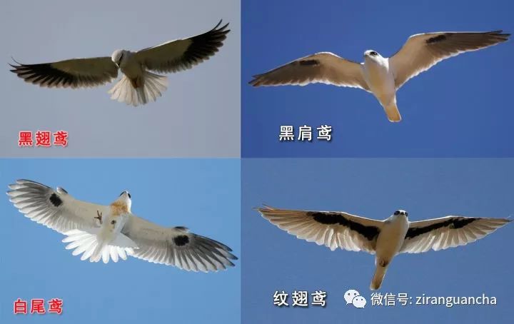 睁大眼睛别以为它们都是一种鸢