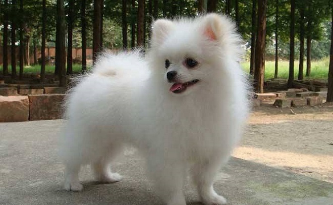 适合家养的5种小型犬养他们省心又省力