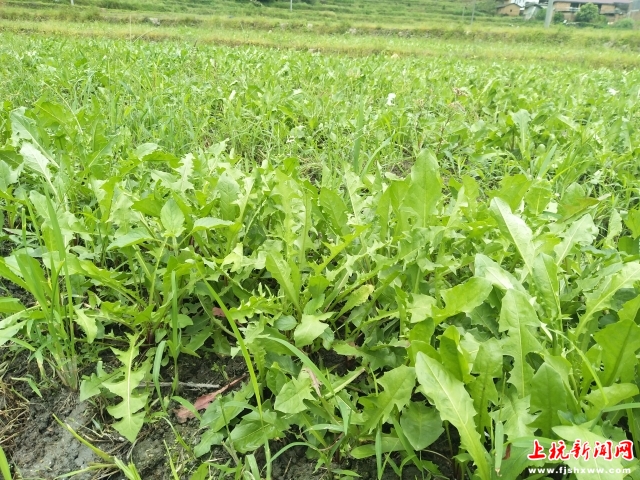 站在溪口镇蒲公英种植基地,一眼望去,只见绿茵茵的蒲公英苗布满了整个