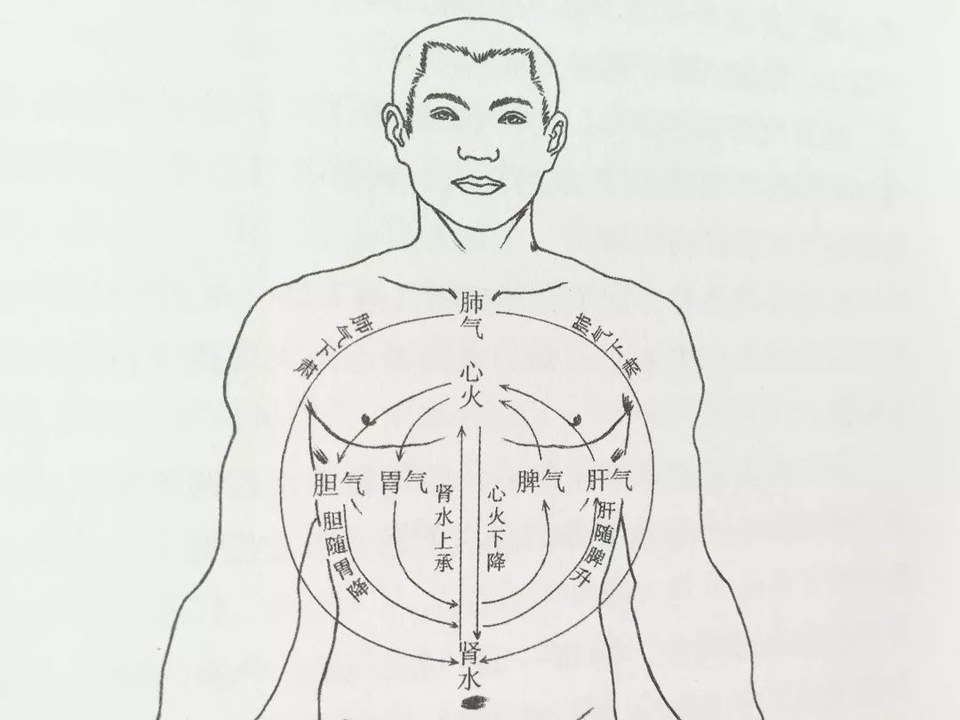 五脏气机升降图图片