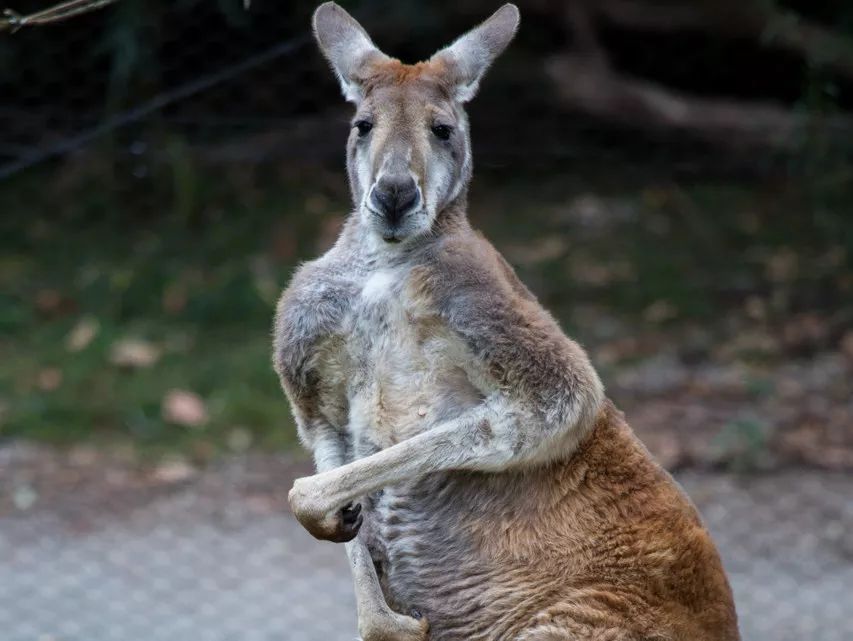 表情包cosplay除了韩商言我还没输过谁