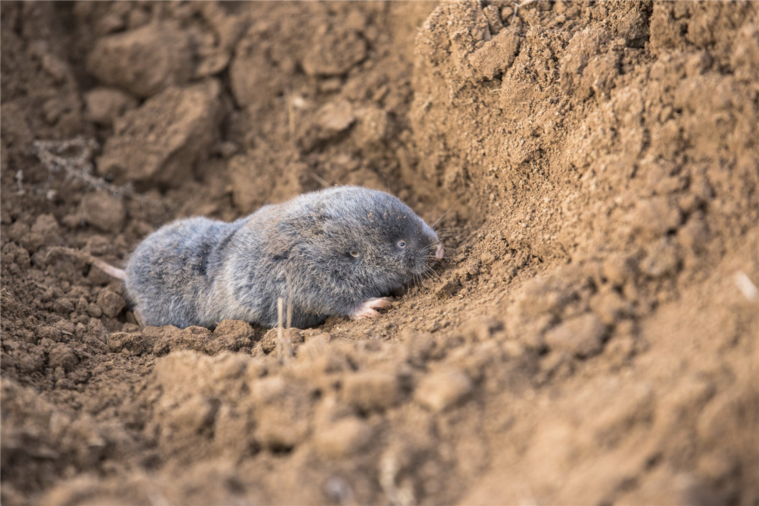 直击农村职业打鼠人,一只三十元,靠手艺养家年收入八万元_老鼠